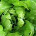 Leaves of Lettuce