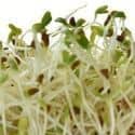 Alfalfa Sprouts