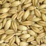 Pearl Barley