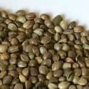 Hemp Seeds