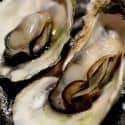 Oysters