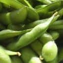 Soy Beans