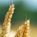 Stalks of wheat in a field