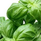 Leaves of Basil