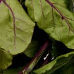 Beet Greens