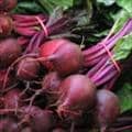 Red beetroot