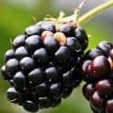 Blackberries on the stem