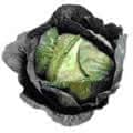 A head of cabbage