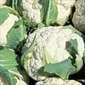 Cauliflower