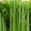 Stalks of Celery