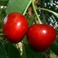 Two cherries on a branch of a cherry tree