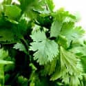 Cilantro Leaves