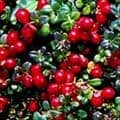 A cranberry bush