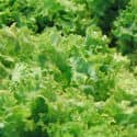 Escarole