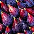 Figs