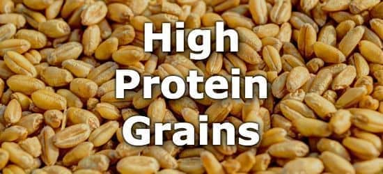 Top 10 Grains Highest in Protein