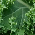 Leaves of Kale