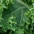 A leaf of kale