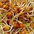 Lentil Sprouts