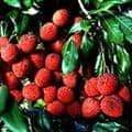 Litchis