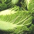 Napa Cabbage