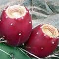 Prickly Pears