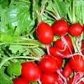 Red Radishes