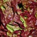 Red Leaf Lettuce