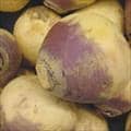 A rutabaga