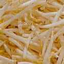 Soybean Sprouts