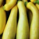 Yellow Summer Squash