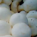 White Button Mushrooms